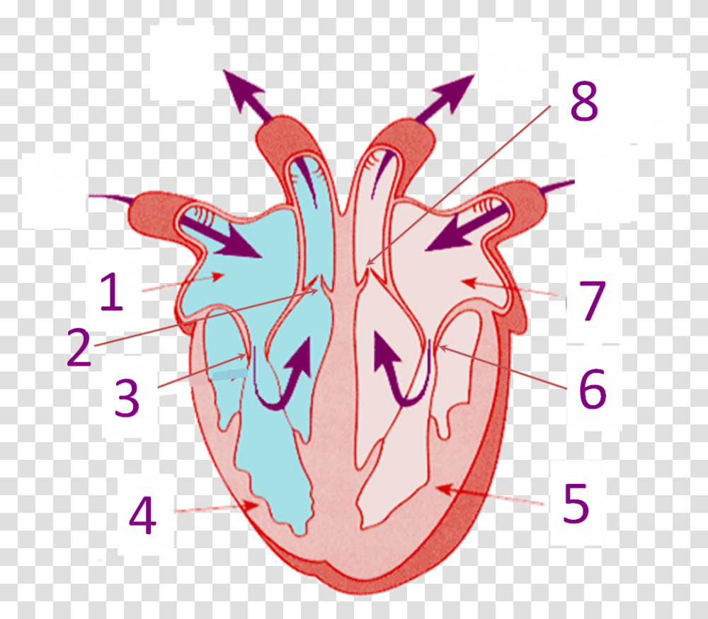 Parts Of The Heart Proprofs Quiz Structure Of Heart Without Labelling, Sea Life, Animal, Text, Seafood Transparent Png