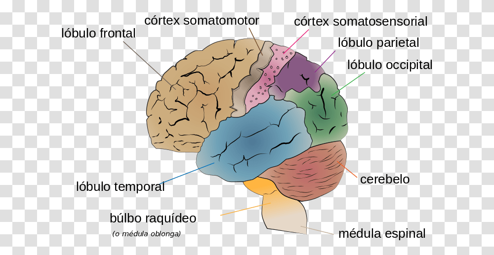 Parts Of The Human Brain, Nature, Outdoors, Diagram, Plot Transparent Png