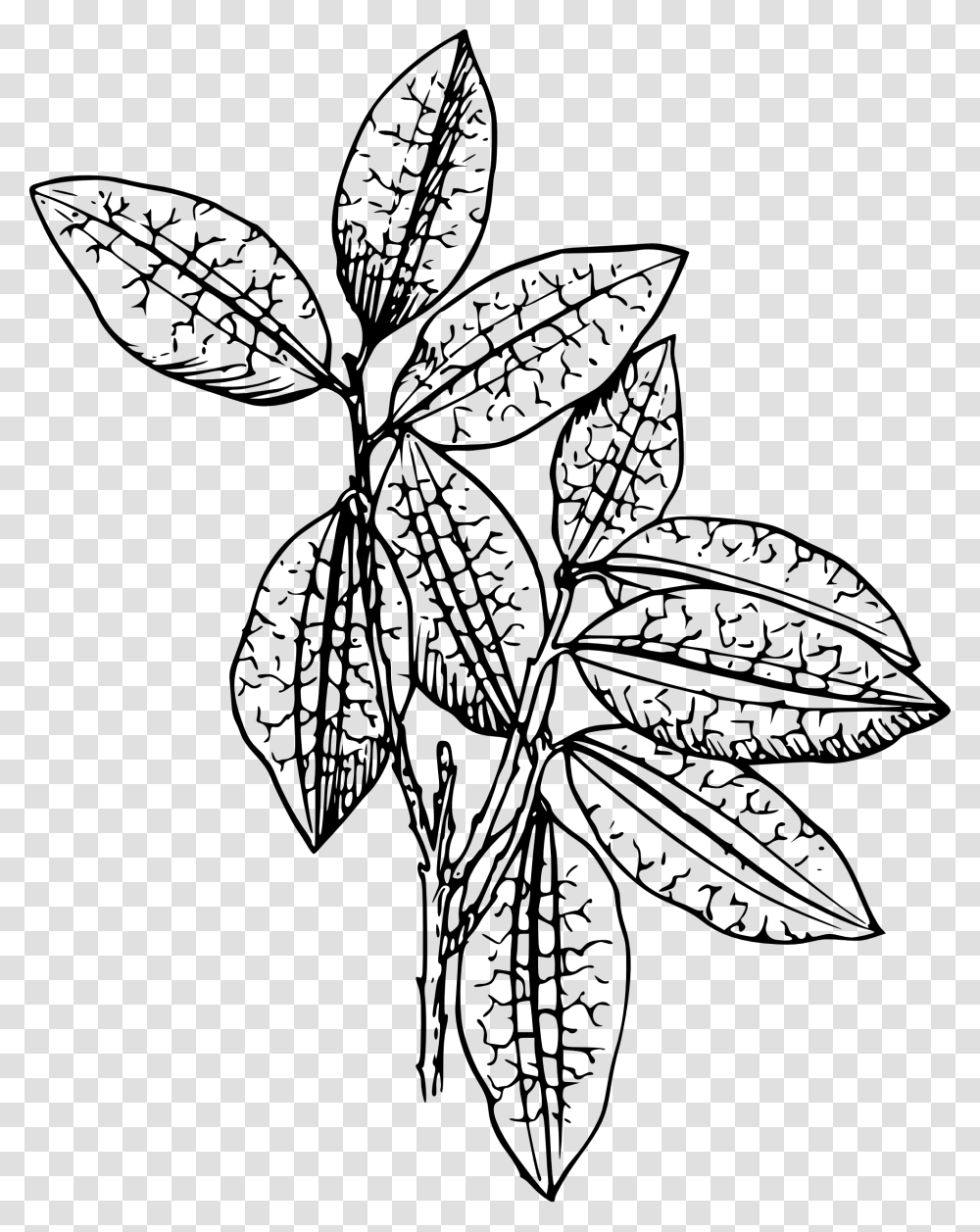 Parts Of Tomato Plant Clipart Black And White Collection, Leaf, Drawing, Potted Plant, Vase Transparent Png