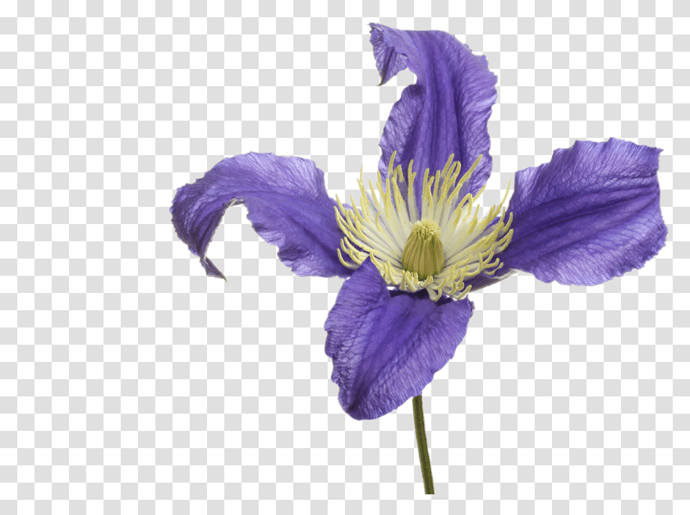 Pasqueflower, Iris, Plant, Blossom, Petal Transparent Png