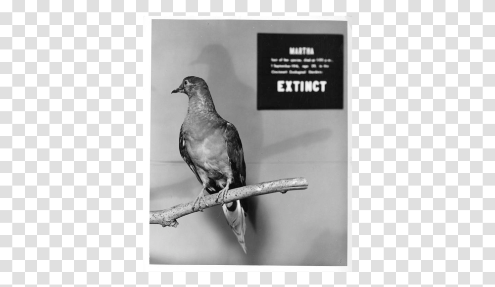 Passenger Pigeon Extinct Date, Bird, Animal, Dove, Beak Transparent Png