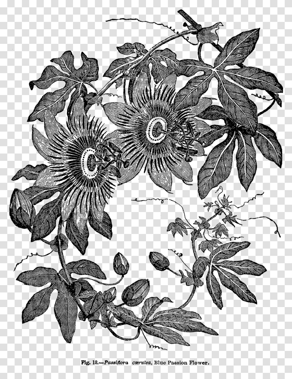 Passion Flower Botanical Print Black And White, Plant, Leaf, Pattern, Floral Design Transparent Png