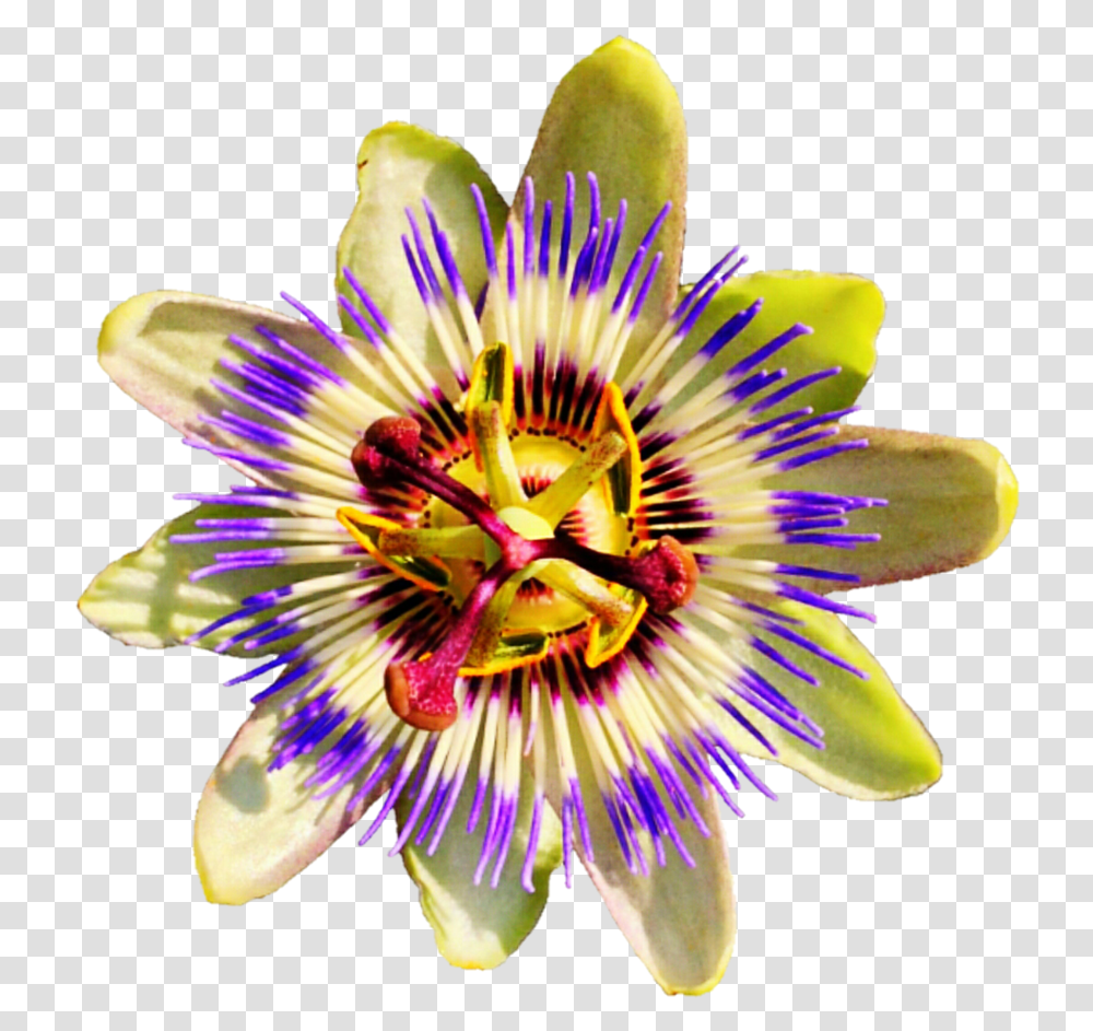 Passion Flower No Background Hd Passion Fruit Flower, Plant, Pollen, Anther, Blossom Transparent Png