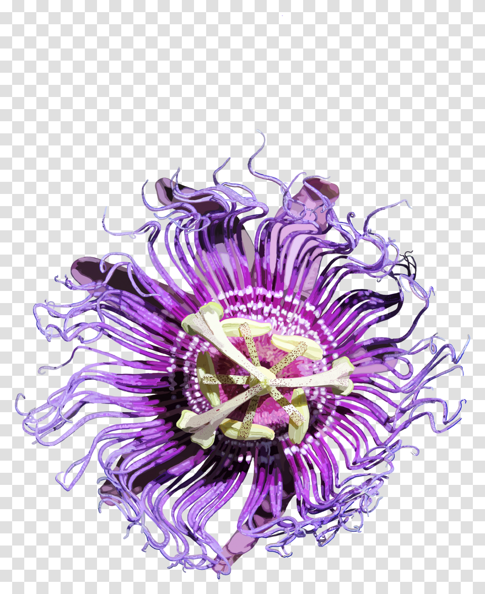 Passion Flowers Passion Flower, Sea Life, Animal, Sea Anemone, Invertebrate Transparent Png