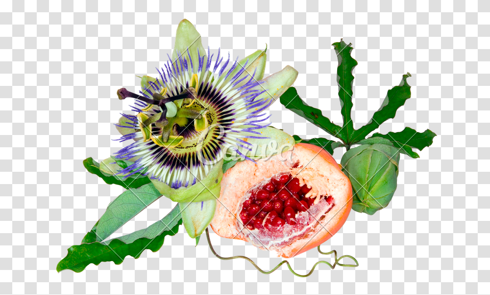 Passion Fruit, Plant, Food, Produce, Pomegranate Transparent Png