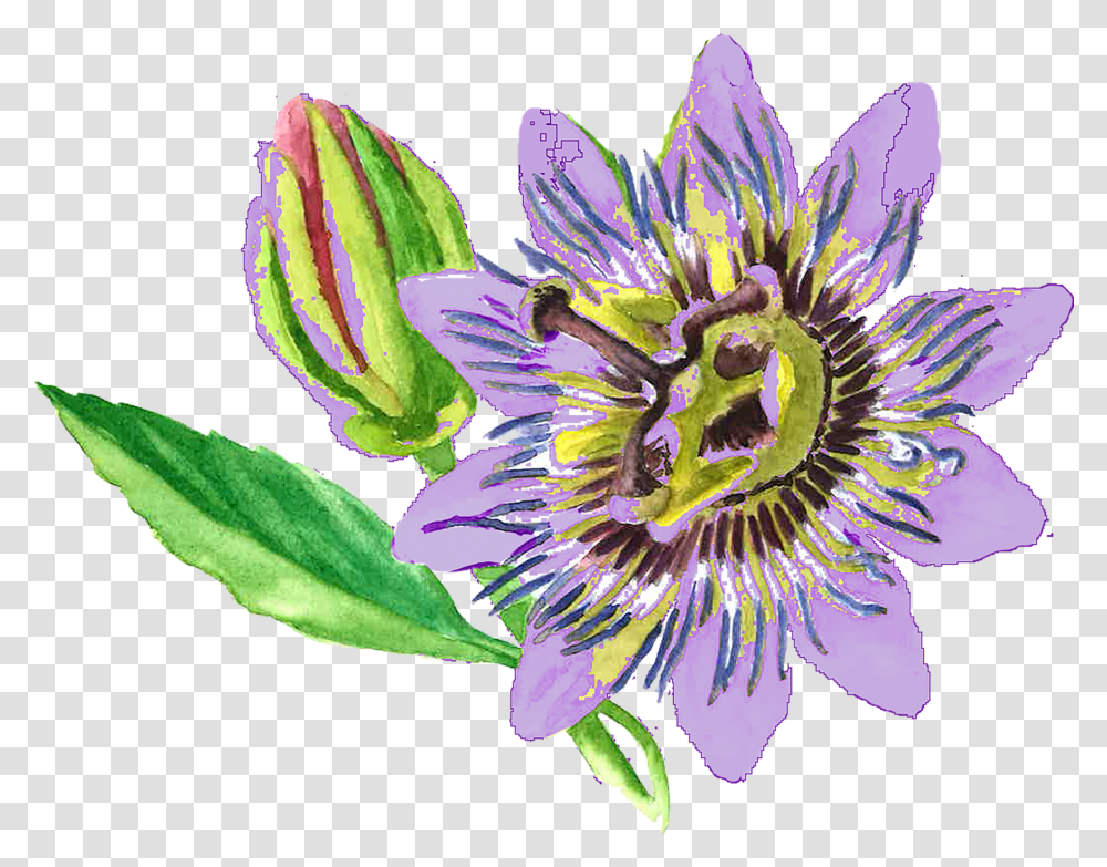 Passionflower Passion Flower, Floral Design, Pattern Transparent Png