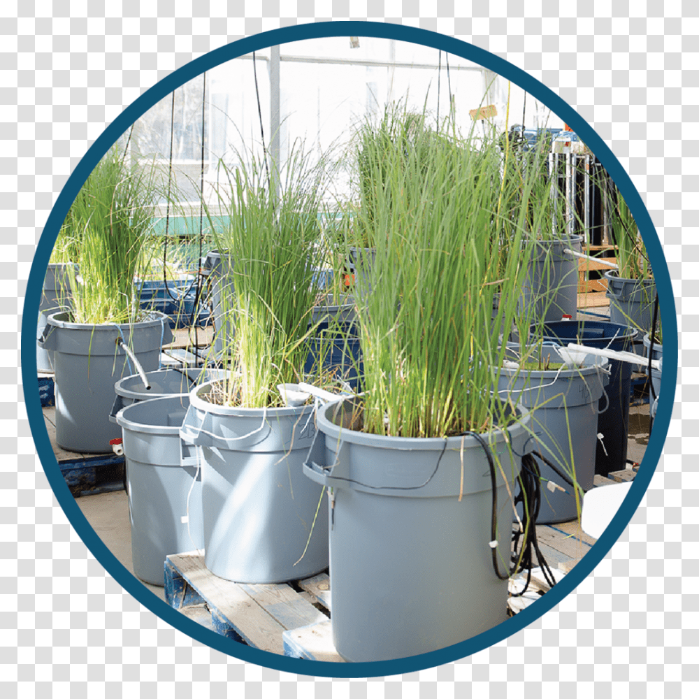 Passive Water Circle Sweet Grass, Plant, Fisheye, Chair, Furniture Transparent Png