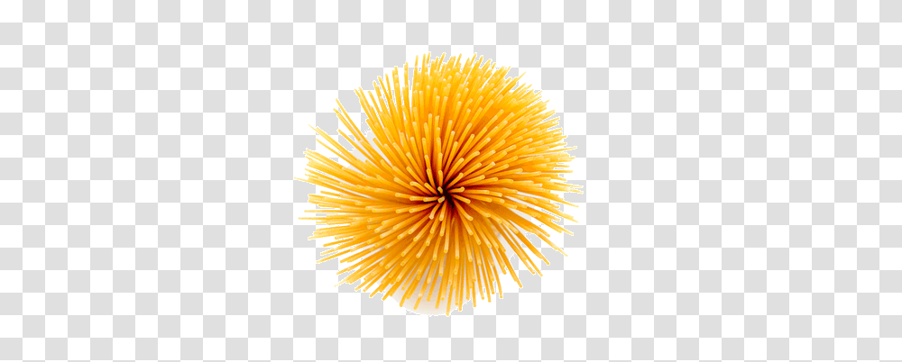 Pasta, Food, Sea Life, Animal, Plant Transparent Png