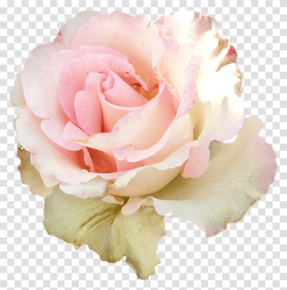 Pastel Flowers Pale Pink Flowers, Rose, Plant, Blossom, Petal Transparent Png