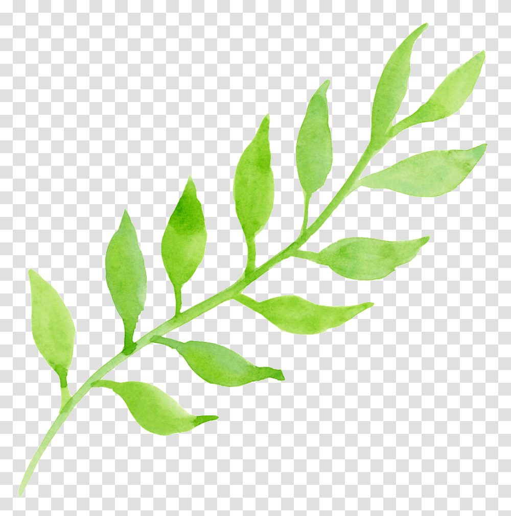 Pastel Foliage Cartoon Free Download Vector, Leaf, Plant, Green, Fern Transparent Png