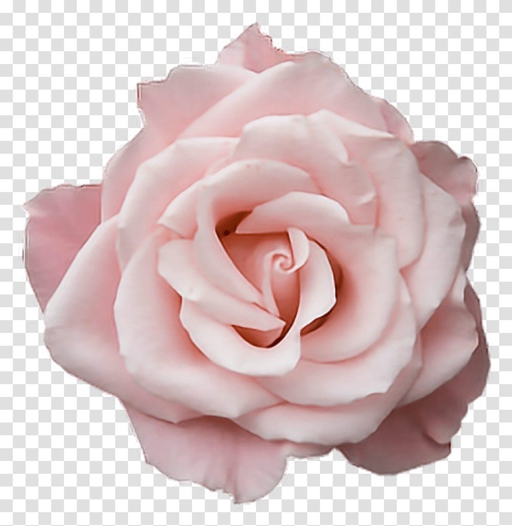 Pastel Pink Rose Aesthetic Pink Rose, Flower, Plant, Blossom, Petal Transparent Png