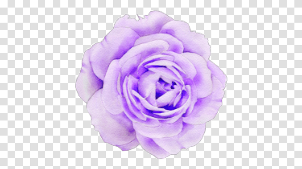 Pastel Purple Flower Sticker By Aesthetic Purple Flower, Rose, Plant, Blossom, Petal Transparent Png