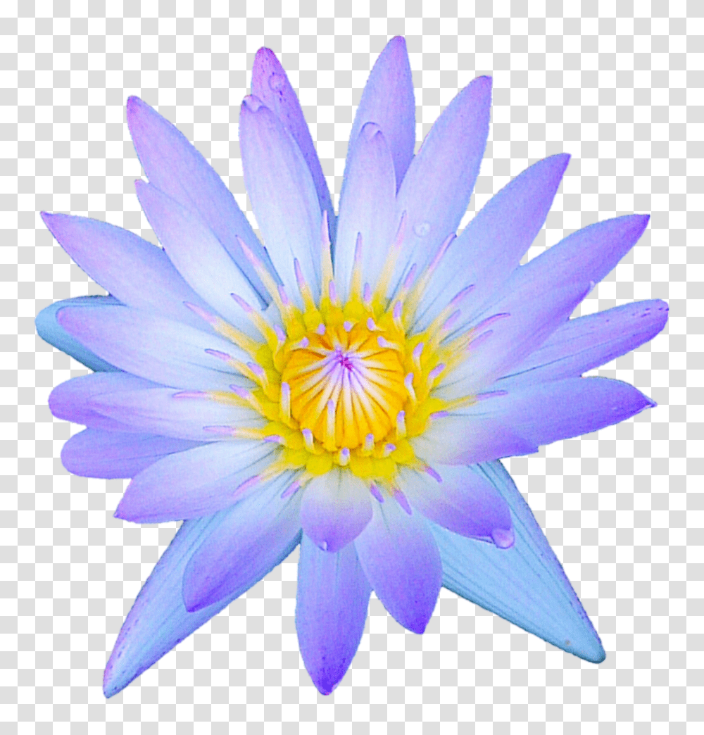 Pastel Purple Waterlily, Plant, Flower, Blossom, Pond Lily Transparent Png