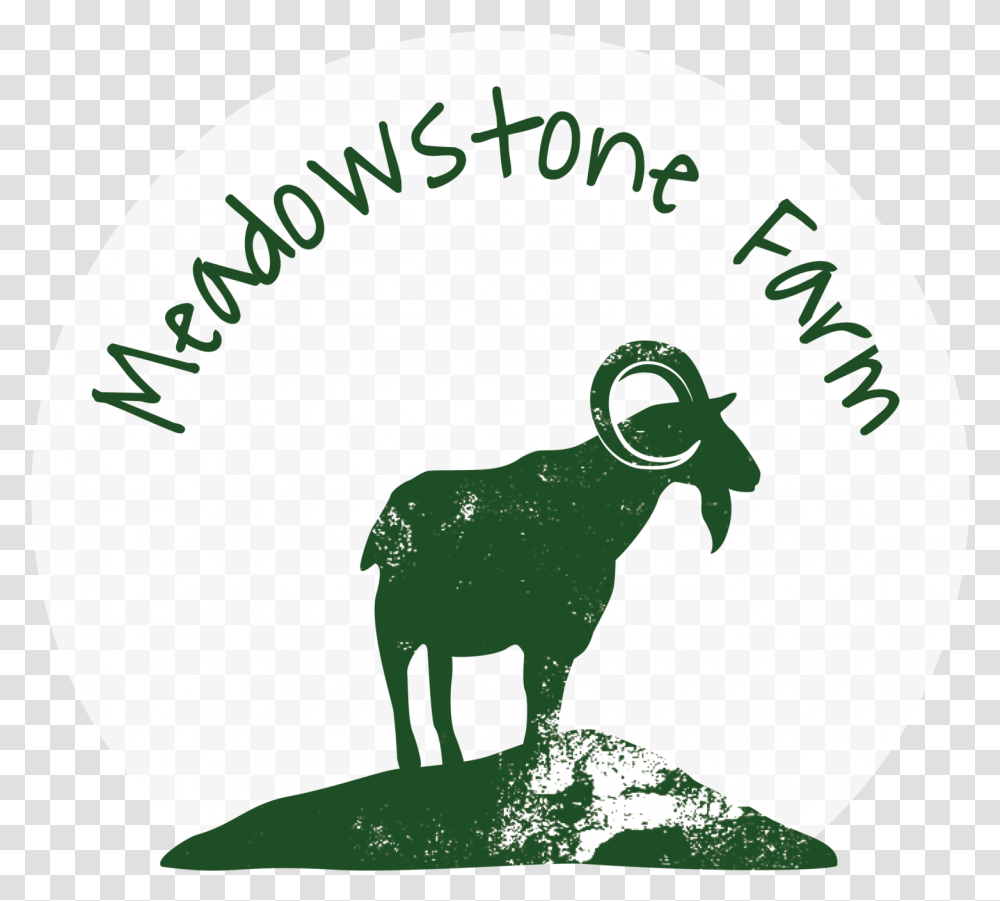 Pastured Animals Meadowstone Farm Bighorn, Mammal, Wildlife, Goat, Mountain Goat Transparent Png