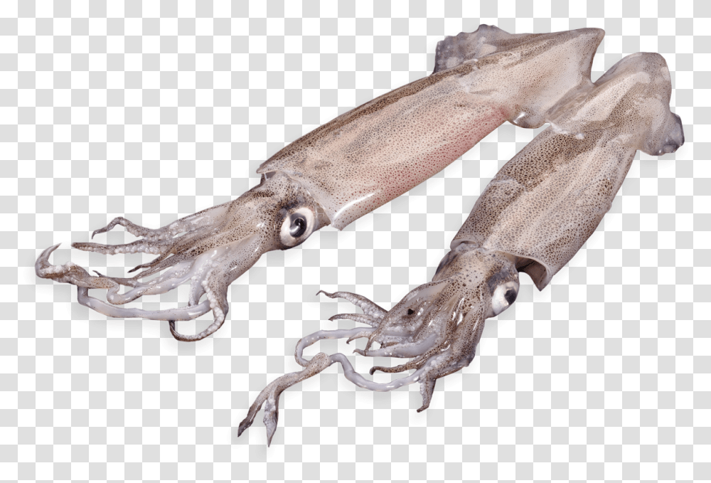 Patagonian Squid Giant Squid, Seafood, Sea Life, Animal, Axe Transparent Png