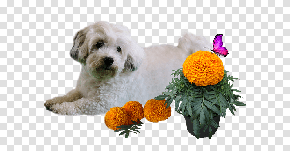Patch And Marigold Mal Shi, Plant, Dog, Pet, Canine Transparent Png