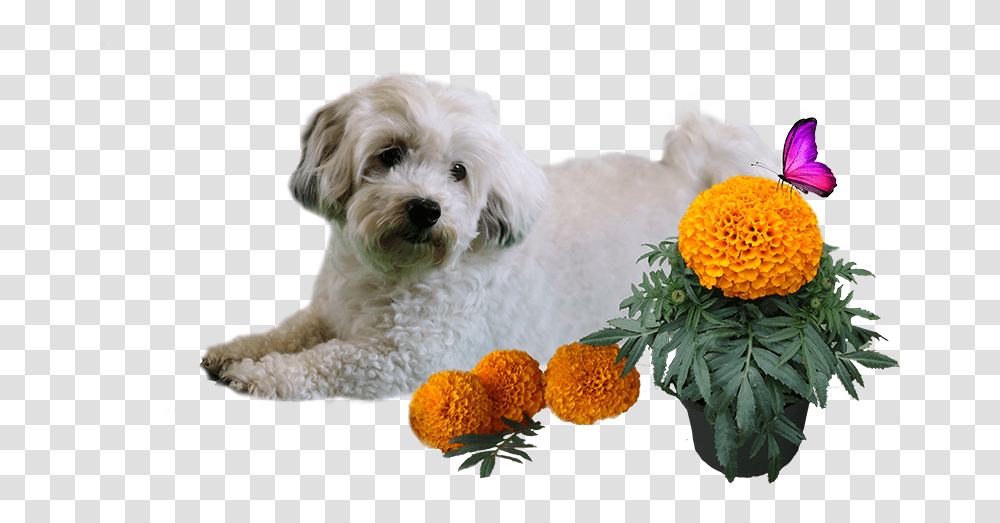 Patch Marigold, Plant, Dog, Pet, Canine Transparent Png