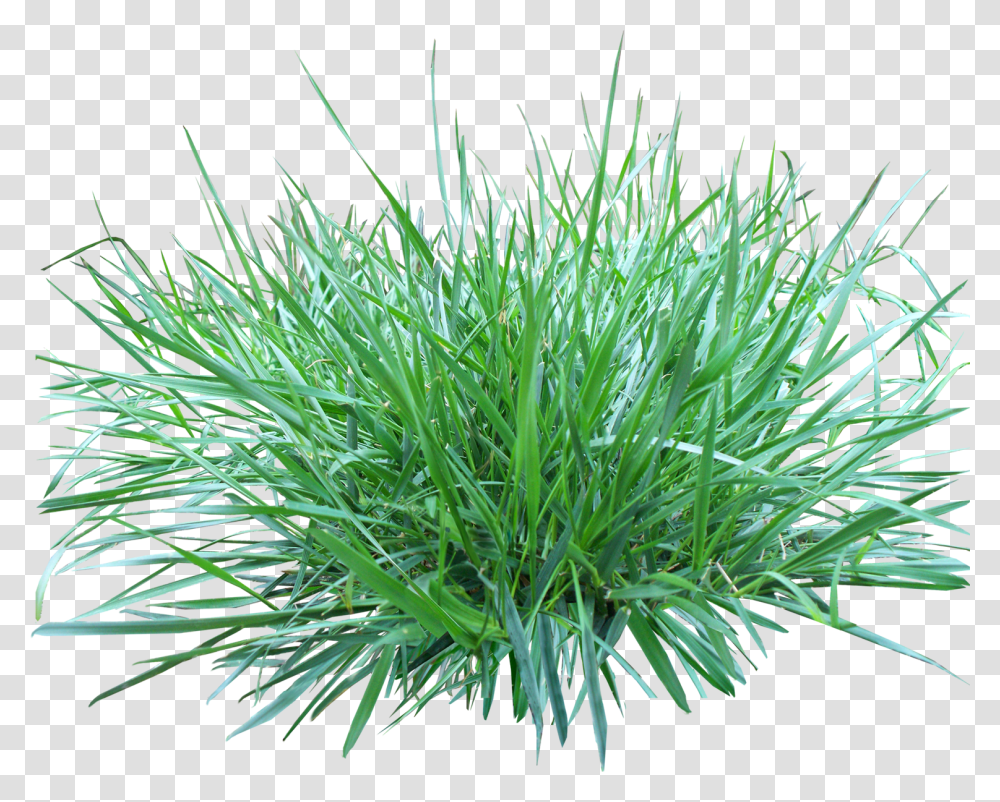 Patch Of Grass, Plant, Vegetation, Lawn, Agavaceae Transparent Png
