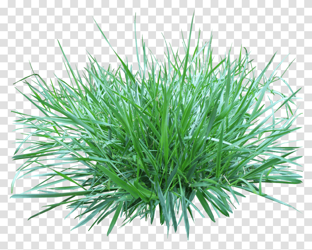 Patch Of Grass Polevica Pobegonosnaya, Plant, Lawn, Vegetation, Agropyron Transparent Png
