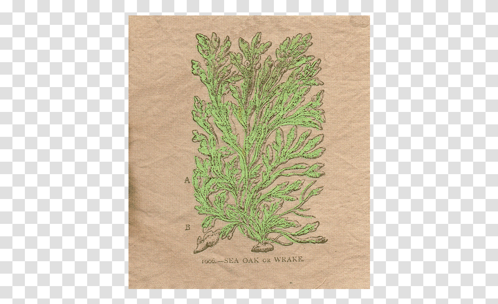Patch One Thuya, Plant, Rug, Pattern, Vase Transparent Png