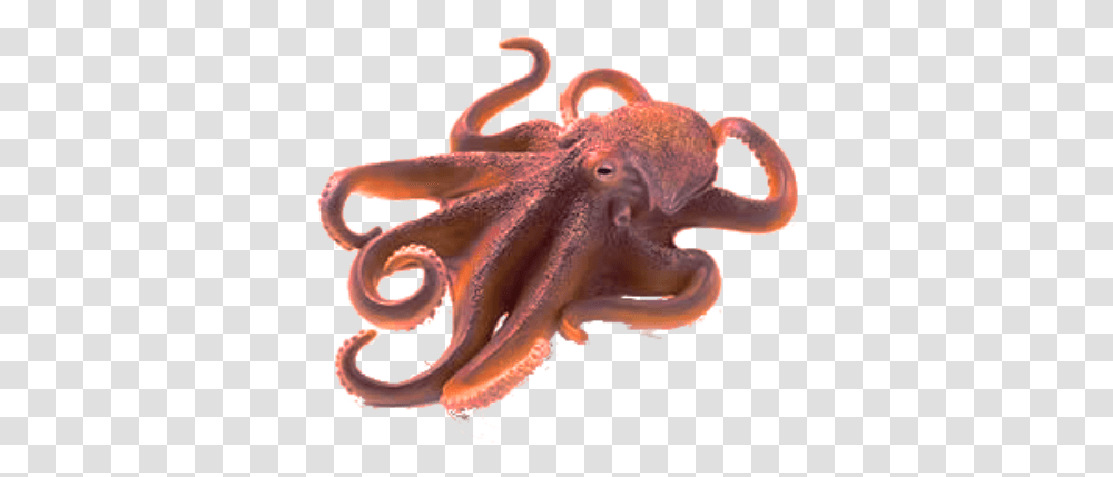 Path Of The Sea Totem Warrior Real Octopus No Background, Invertebrate, Sea Life, Animal Transparent Png
