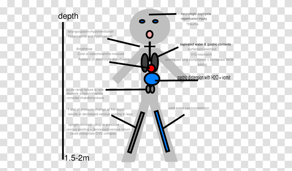 Pathophysiology Clipart, Diagram, Plot, Flyer, Poster Transparent Png