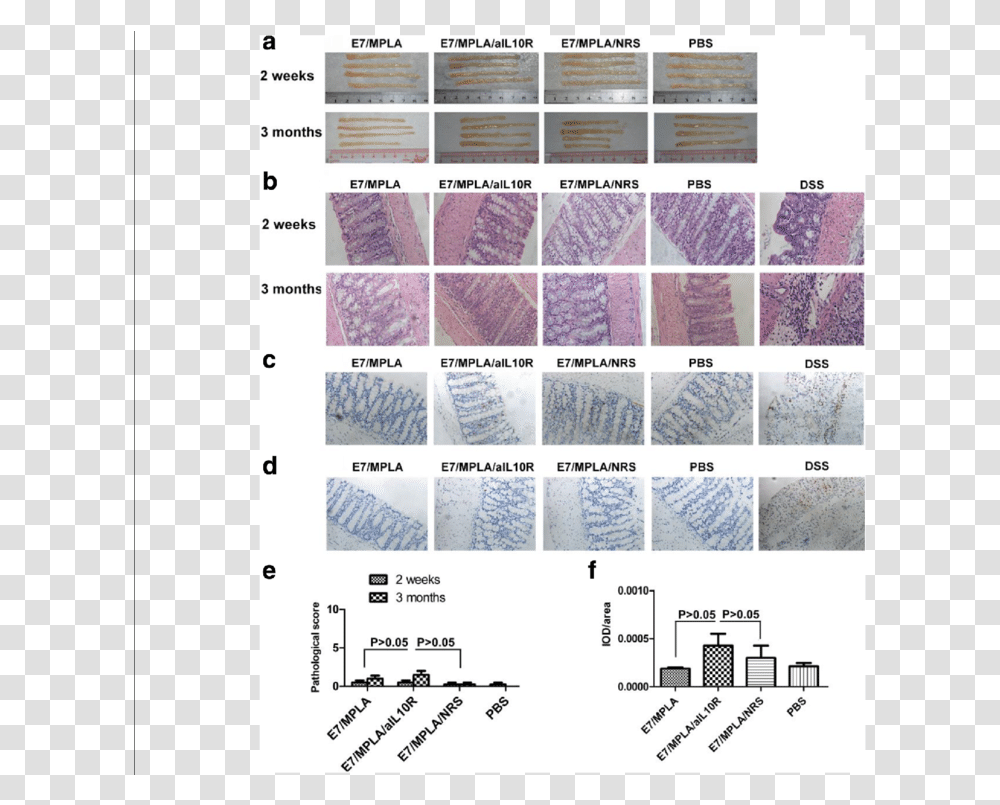 Pattern, Calendar, Page, Rug Transparent Png