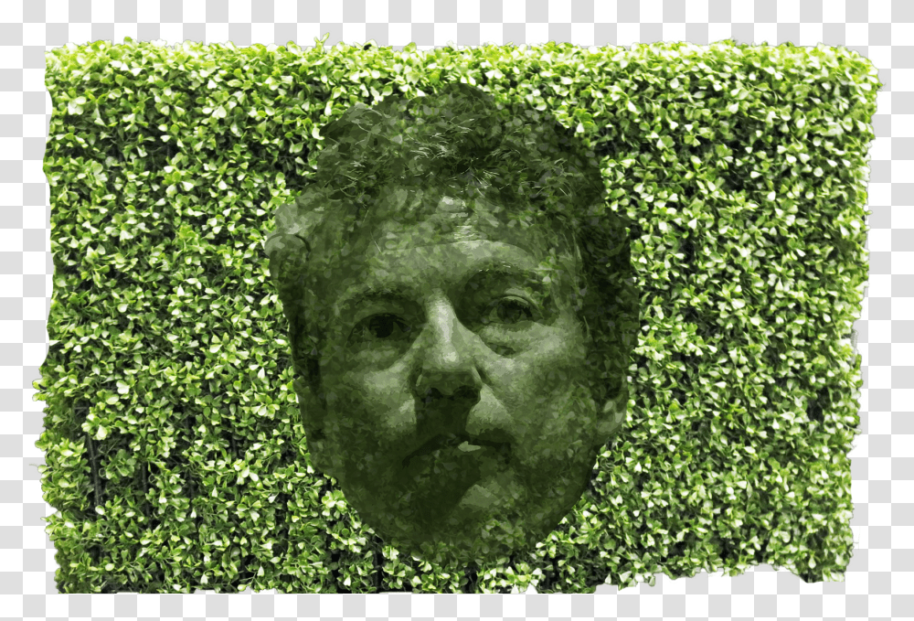 Paul Hedge Hedge, Light, Vegetation, Plant, Glitter Transparent Png