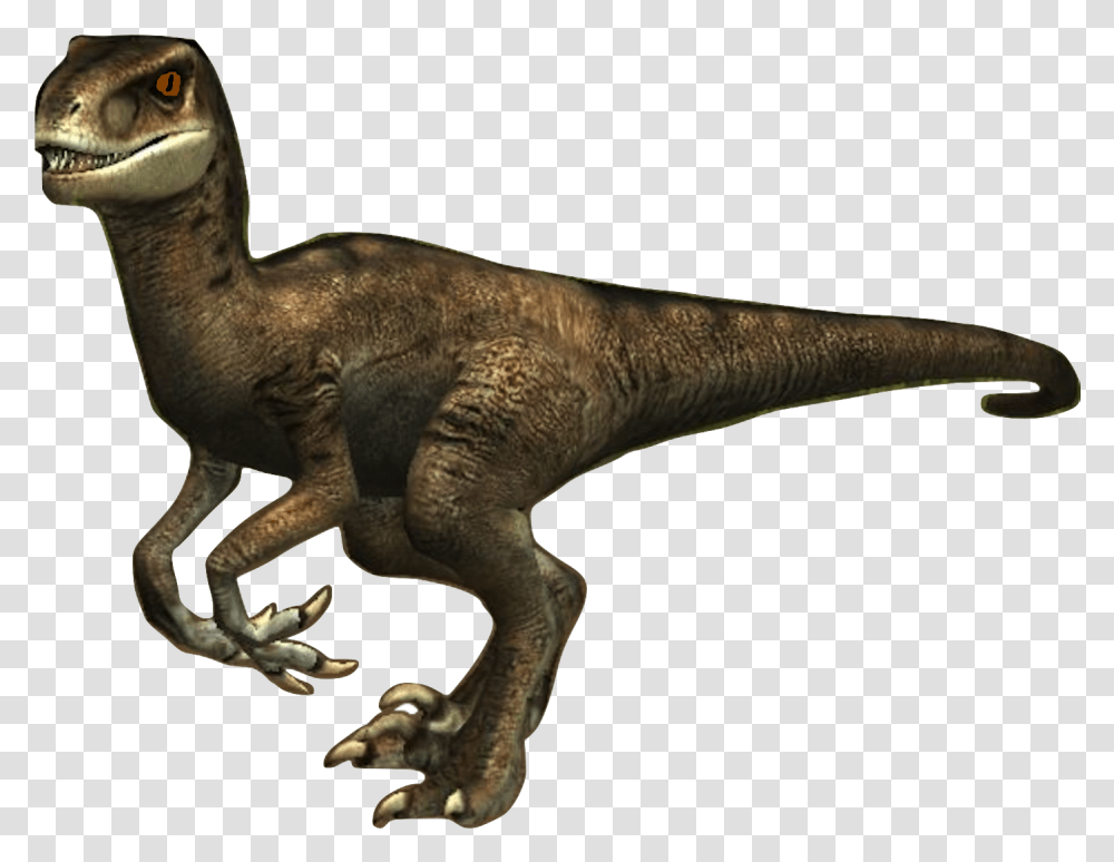 Paula The Velociraptor Velociraptor, Animal, Dinosaur, Reptile, T-Rex Transparent Png