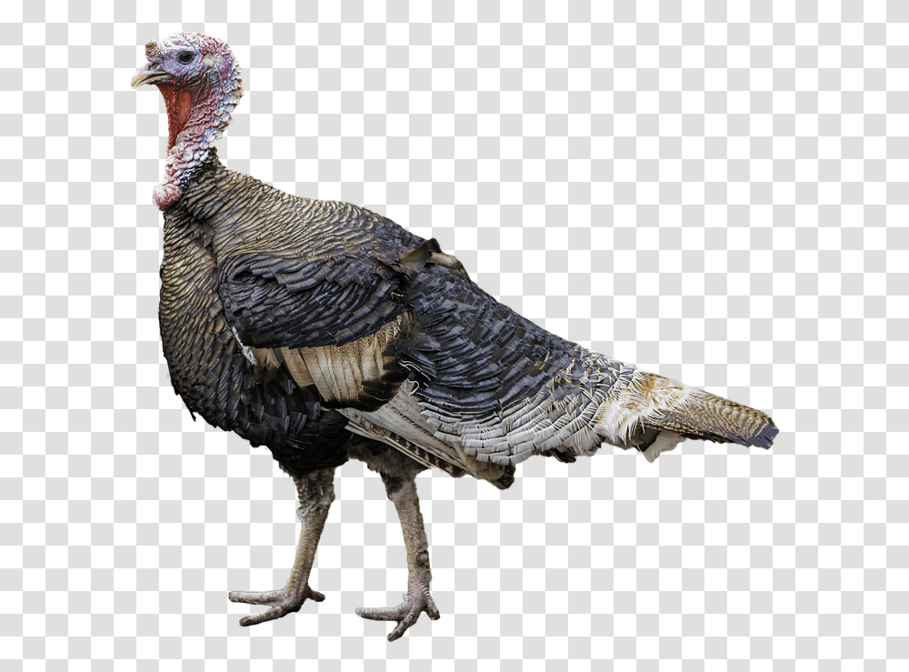 Pavo 7 Image Turkey Background, Bird, Animal, Turkey Bird, Poultry Transparent Png
