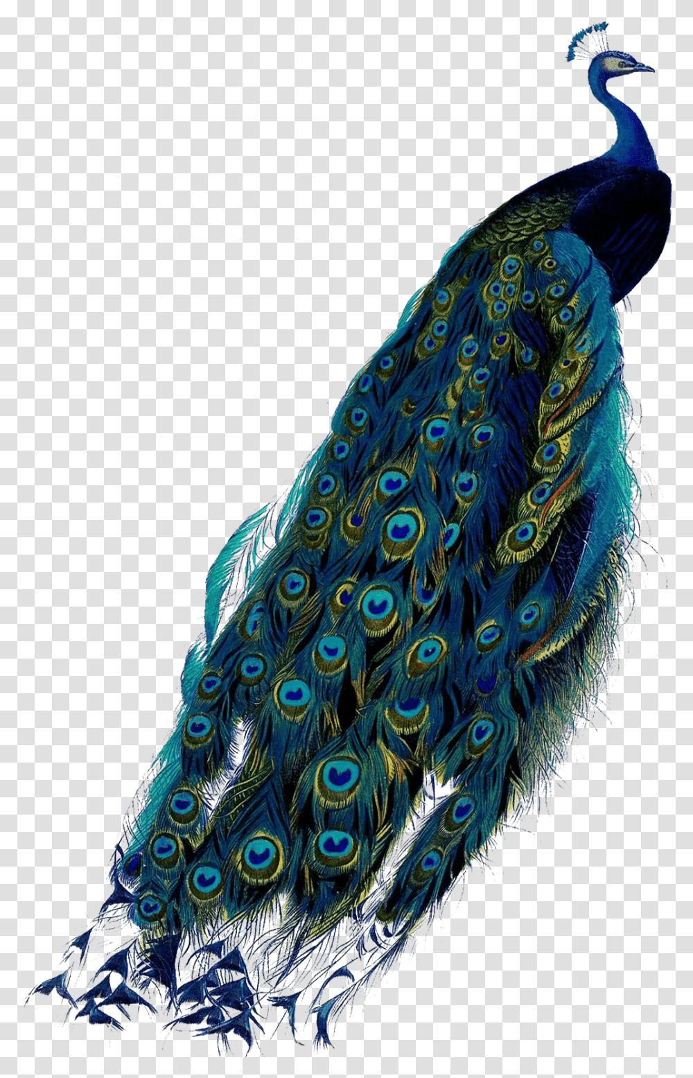 Pavo Real Peacock Colors Peacocks Feather Peacock Peacock, Apparel, Bird, Animal Transparent Png
