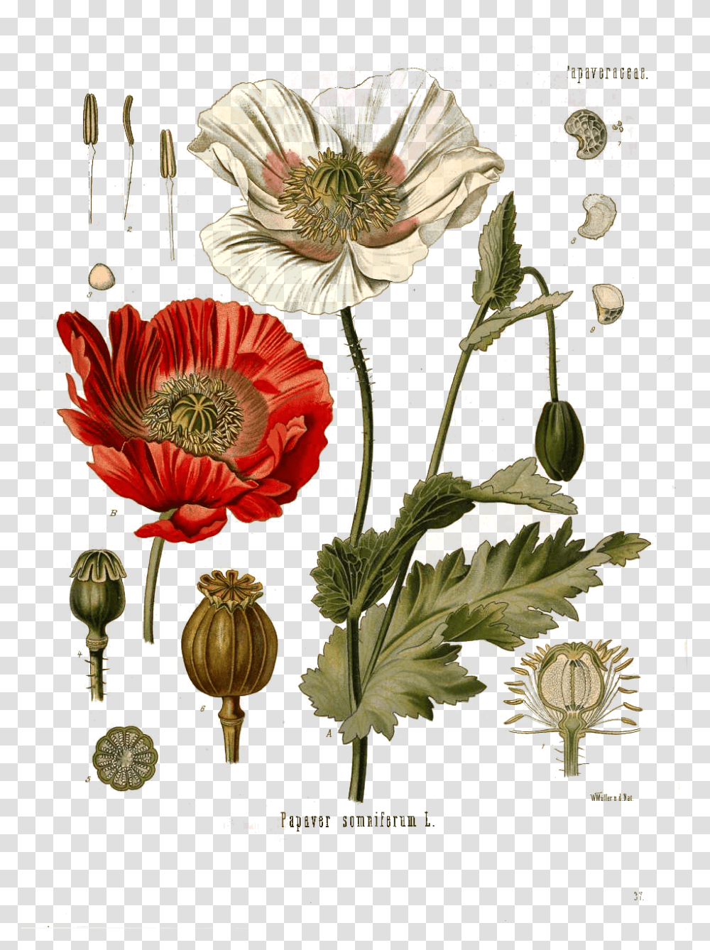 Pavot Opium, Floral Design, Pattern Transparent Png