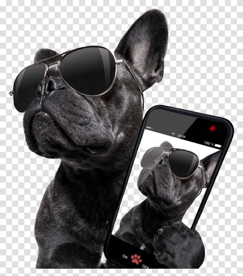 Pawllywood Dog Daycare French Bulldog Drinking Cocktail, Sunglasses, Pet, Canine, Animal Transparent Png