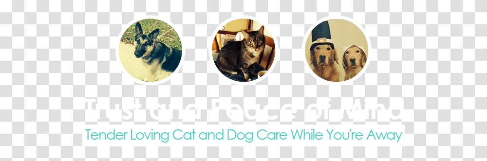 Paws & Claws Superb Pet Care Edison Nj Dog, Cat, Mammal, Animal, Text Transparent Png