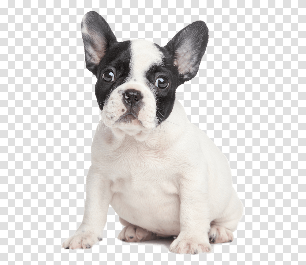 Pawsome News Easipetcare French Bulldog White Background, Canine, Animal, Mammal, Pitbull Transparent Png