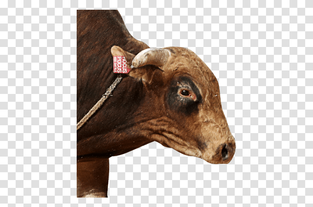 Pbr Bull Hocus Pocus Working Animal, Mammal, Dog, Cow, Cattle Transparent Png