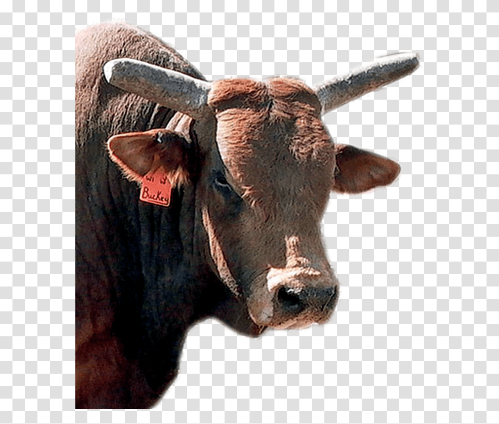 Pbr Bulls, Mammal, Animal, Cattle, Ox Transparent Png