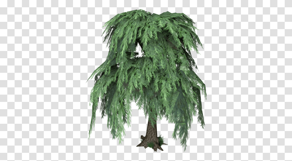Pc Computer The Sims 2 Willow Tree The Models Resource Sims 2 Tree, Plant, Moss, Conifer, Vegetation Transparent Png