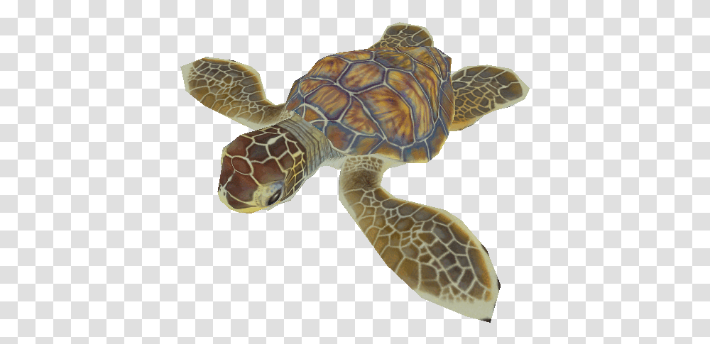 Pc Computer Turtle Hatchling In, Reptile, Sea Life, Animal, Tortoise Transparent Png