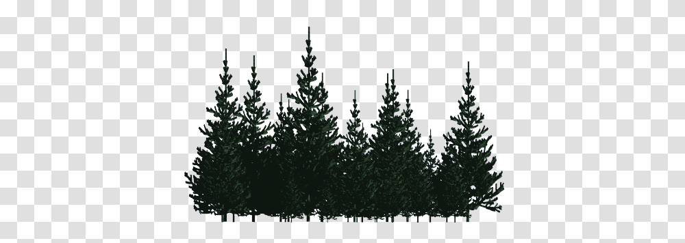 Pc Hd Wallpaper V Forest Pine Trees, Plant, Fir, Abies, Conifer Transparent Png