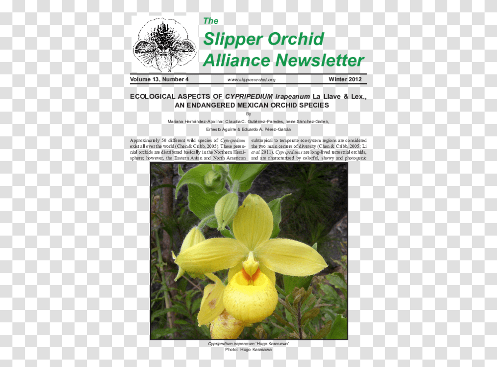 Pdf Ecological Aspects Of Cypripedium Irapeanum La Llave Cypripedium Irapeanum In Situ, Plant, Flower, Blossom, Orchid Transparent Png