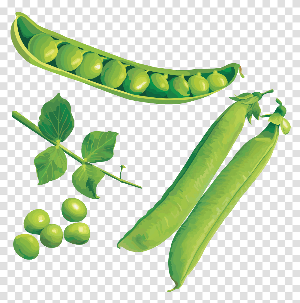 Pea Image, Plant, Vegetable, Food, Dynamite Transparent Png