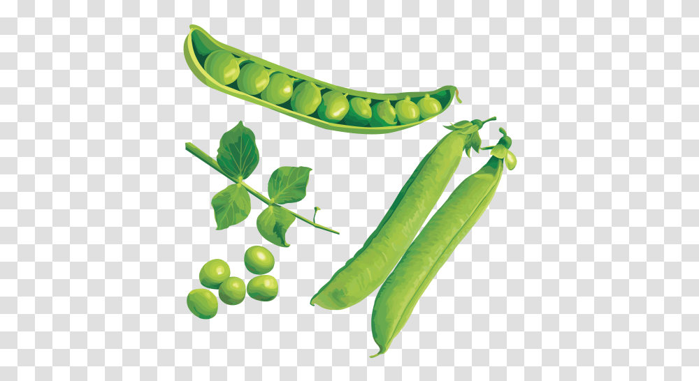Pea, Plant, Vegetable, Food Transparent Png