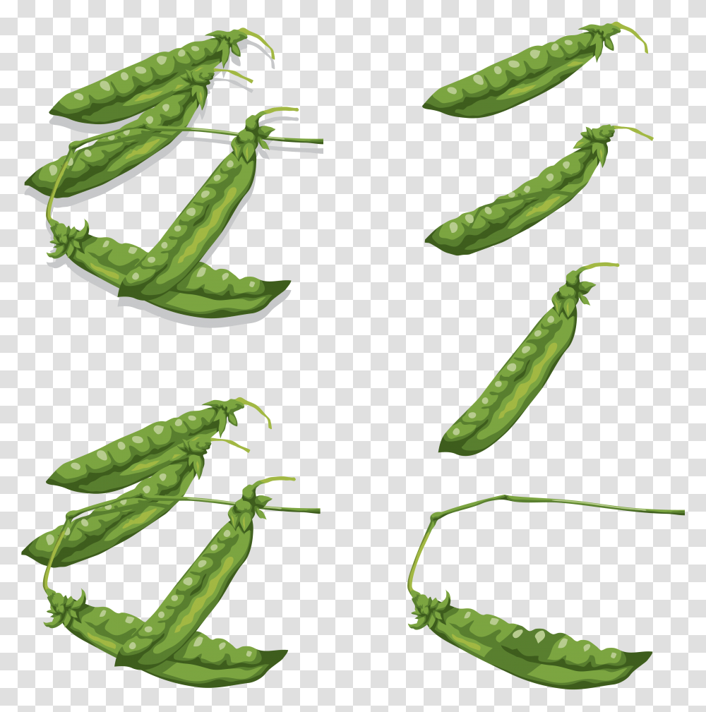 Pea, Vegetable, Plant, Leaf, Aloe Transparent Png