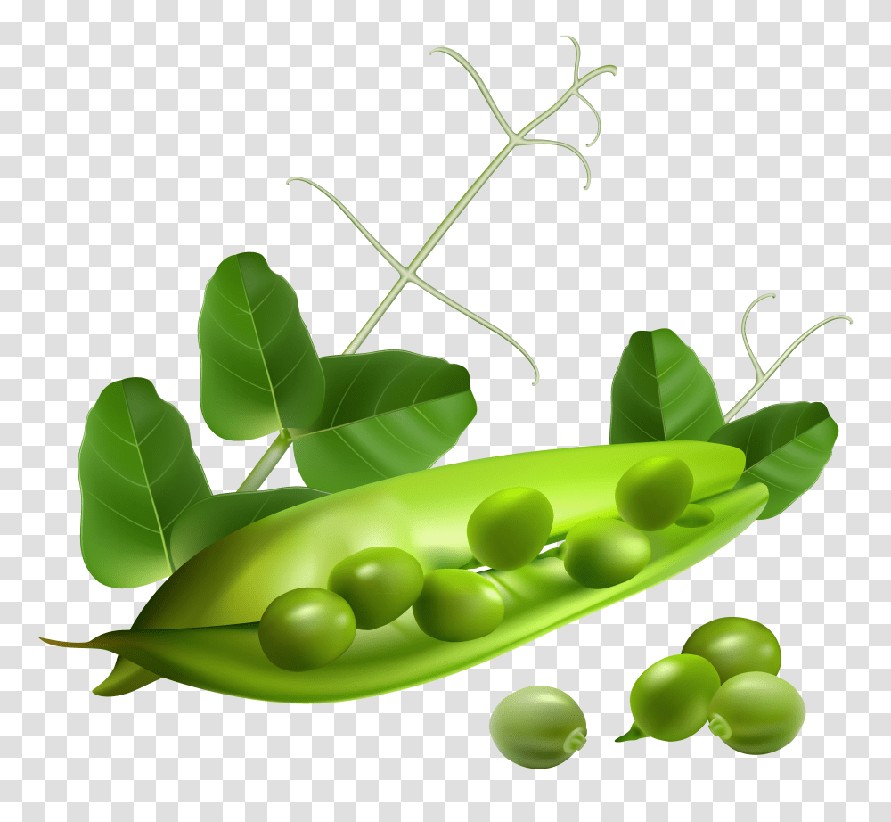 Pea, Vegetable Transparent Png