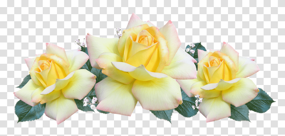 Peace 960, Flower, Rose, Plant, Blossom Transparent Png