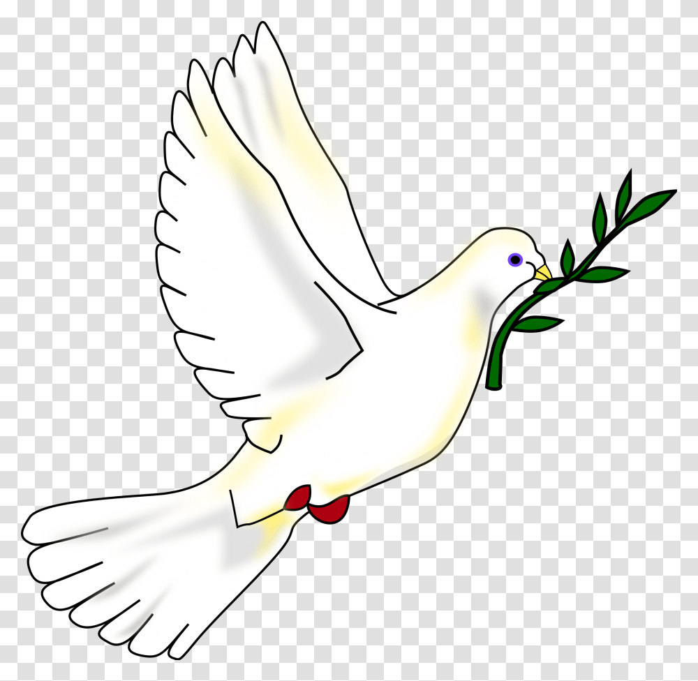 Peace Dove, Bird, Animal, Pigeon, Finch Transparent Png