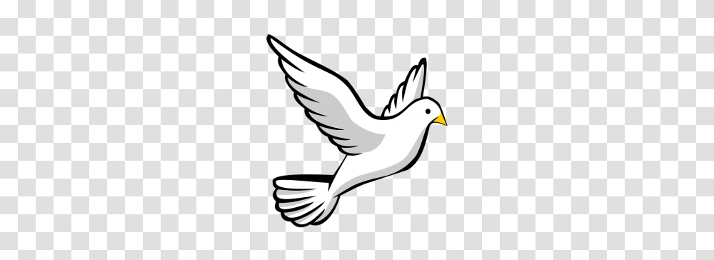 Peace Dove Clipart Obituary, Bird, Animal, Flying, Waterfowl Transparent Png