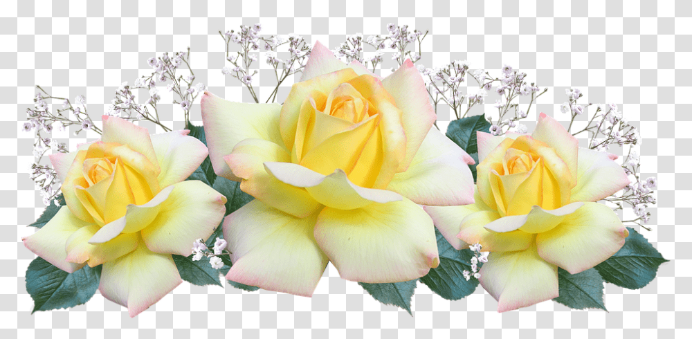 Peace Flowers, Rose, Plant, Blossom, Flower Bouquet Transparent Png