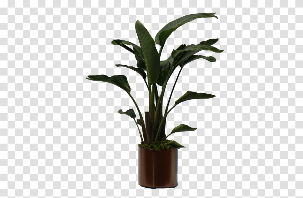 Peace Lily Big Leaves, Plant, Leaf, Green, Tree Transparent Png